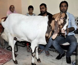 goat sold in million