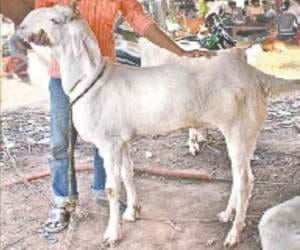 7 lakh billygoat for bakra eid.
