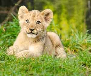 cub survives on goat milk