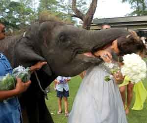 elephant kiss
