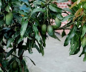 hc imposes ban on cutting of mango trees 