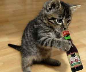 Never drink alone again with wine for cats