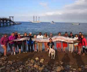 is this biggest fish on planet?