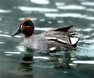hunting of foreign guest birds