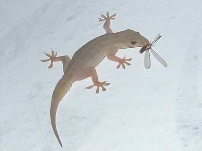 dipawali auspicious sign of laxmi 