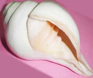 why sankh not allow in shiv pooja 