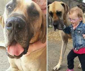 dog predicts epileptic fit