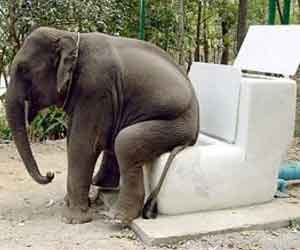 Scientists Come Up With 'Law of Urination'