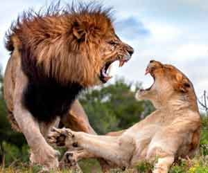 Two lions have terrifying love