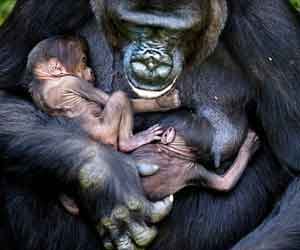 Gorilla gives birth to twins