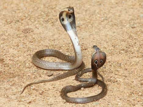 myths of snake shastra