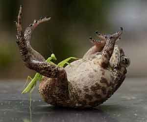 Insect vs frog