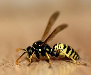 aged killed in wasp attack, nine injured
