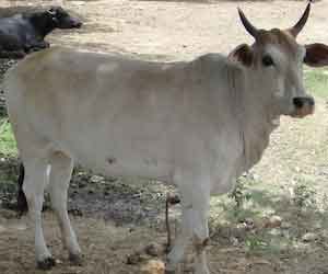 nagar nigam_heirless cows_chandigarh