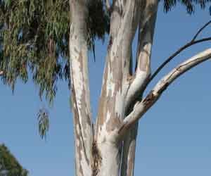 Tree pruning cut off the stem of the name
