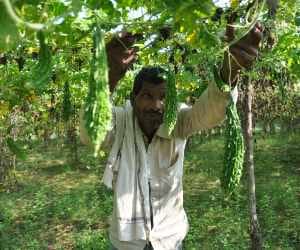vegetables price in lucknow