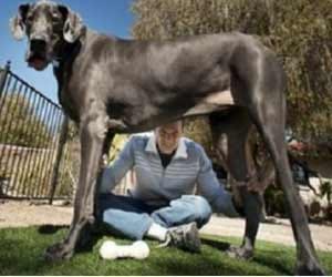 Worlds longest dog's died