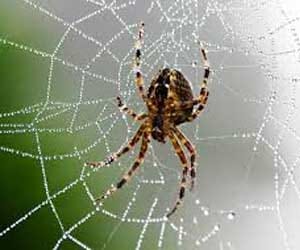 lucky sign spider net