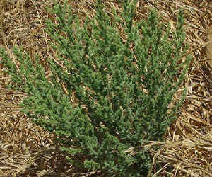 tulsi pujan