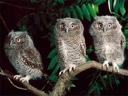 dipawali totke owl laxmi