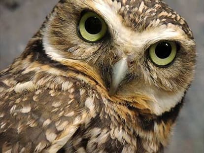 dipawali totke owl laxmi
