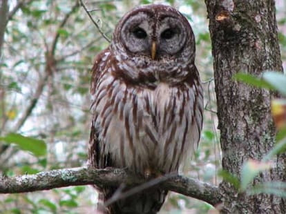 dipawali totke owl laxmi
