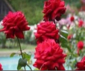 Apply Information for PU Rose Festival Participants