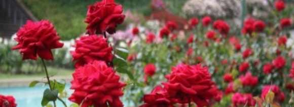 Welcome to Asia's largest rose garden