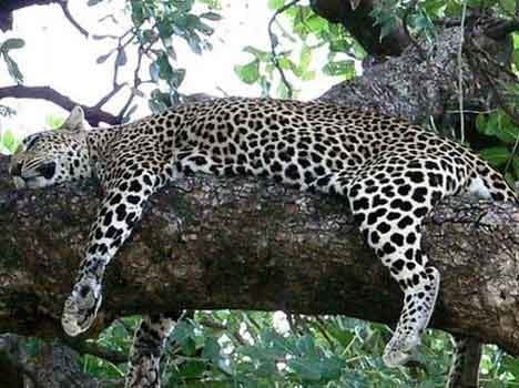 leopard escape from cave