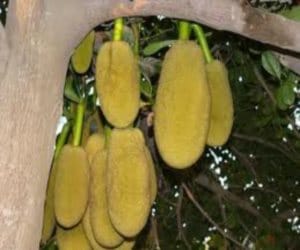 jackfruit rain in Kotdwar