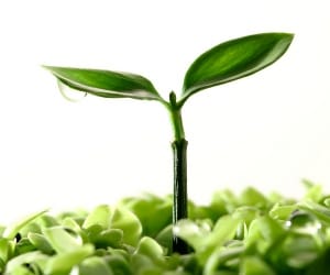 1 lakh plants will increase faridabad greenery