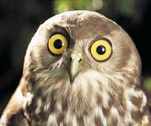 owls will be secured during deepawali