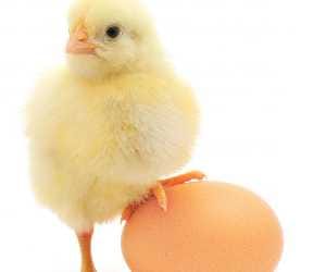 poultry farm scheme of uttar pradesh