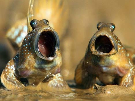 singing fishes