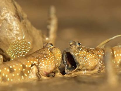 singing fishes