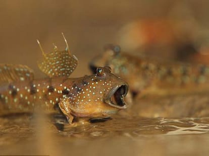 singing fishes