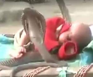 babysitter cobra