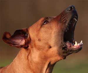 street dogs, nigam, threat
