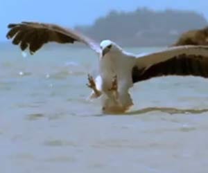 eagle vs snake
