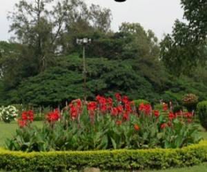 Flower exbition starts on 21 feb. in noida
