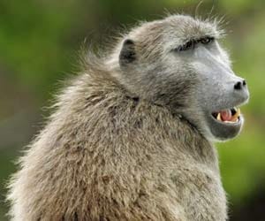 Woman shot dead by man who mistook her for a monkey 