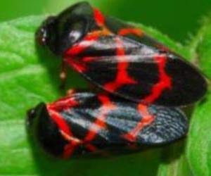 The bugs that have been having sex for 165 million YEARS 