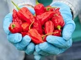 chili powder thrown delivered bhura