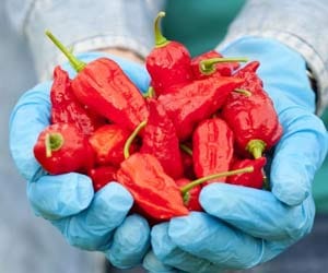 Chili powder being used on hotels dangerous.