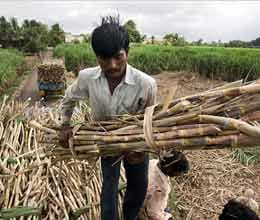  Sugarcane farmers Halla Bol