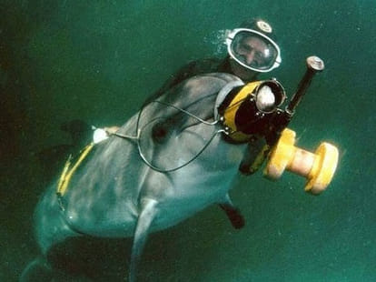 Hunters kills dolphin fish
