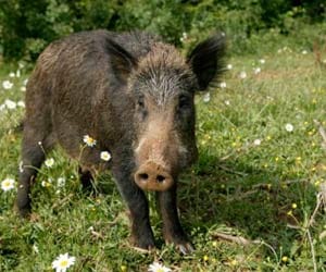 wild boar spotted on tiny Channel