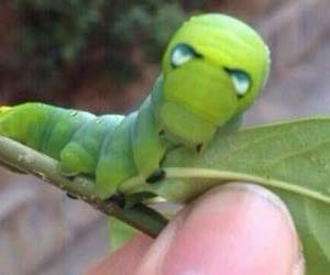 Green caterpillar bears uncanny resemblance to Iron Man