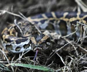 Housewife discovers 2ft PYTHON