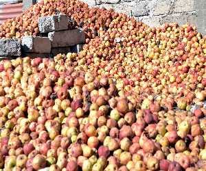 harmful weather for apple farming
